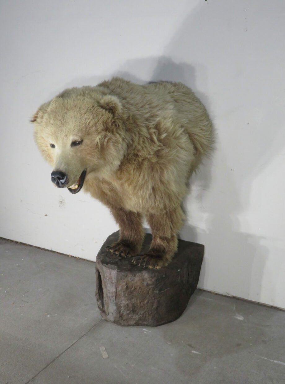 Kodiak Brown Bear Taxidermy Mount (Ursus arctos middendorffi) - Image 4