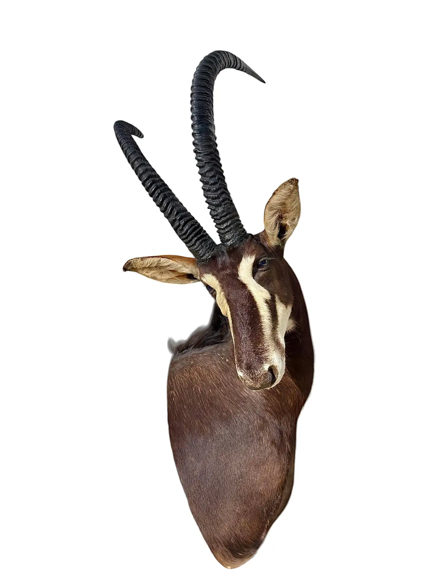 African Sable Antelope 5ft Safari Shoulder Mount (Hippotragus niger) - Image 4