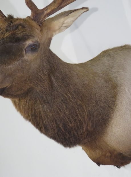 Rocky Mountain Bull Elk Shoulder Mount (Cervus canadensis) - Image 4