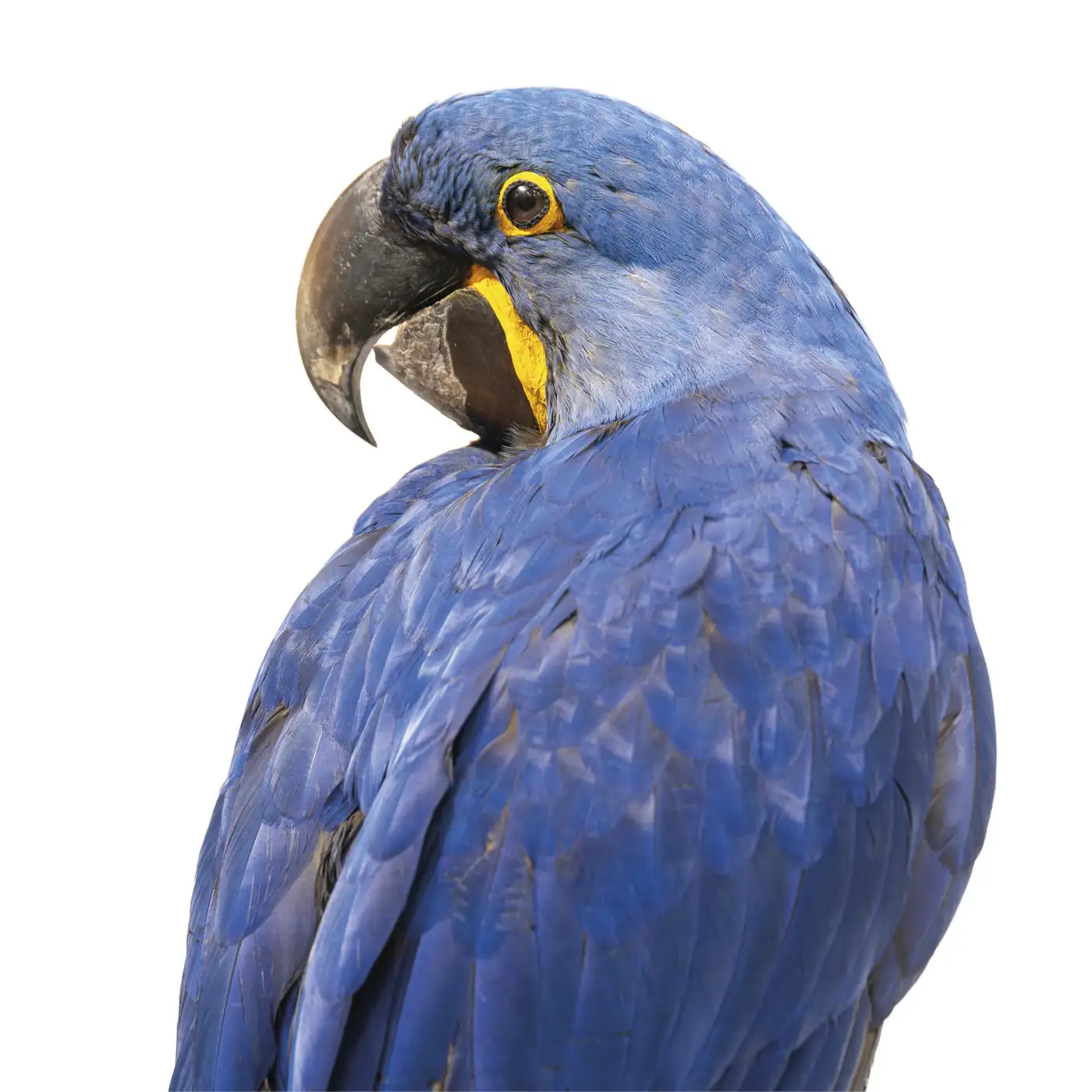 Fine Taxidermy Hyacinth Macaw (Anodorhynchus hyacinthinus) by Sinke & Van Tongeren - Image 4