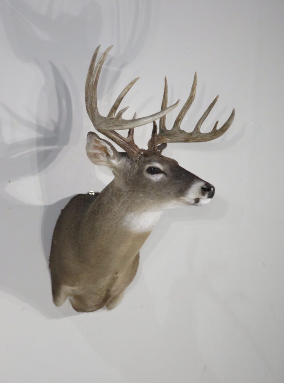 Whitetail Trophy Mount, 12-Point Drop Tine (Odocoileus virginianus) - Image 4
