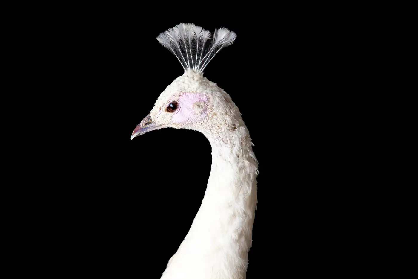 Albino (Leucistic) Peacock Display (Pavo cristatus, White) - Image 4