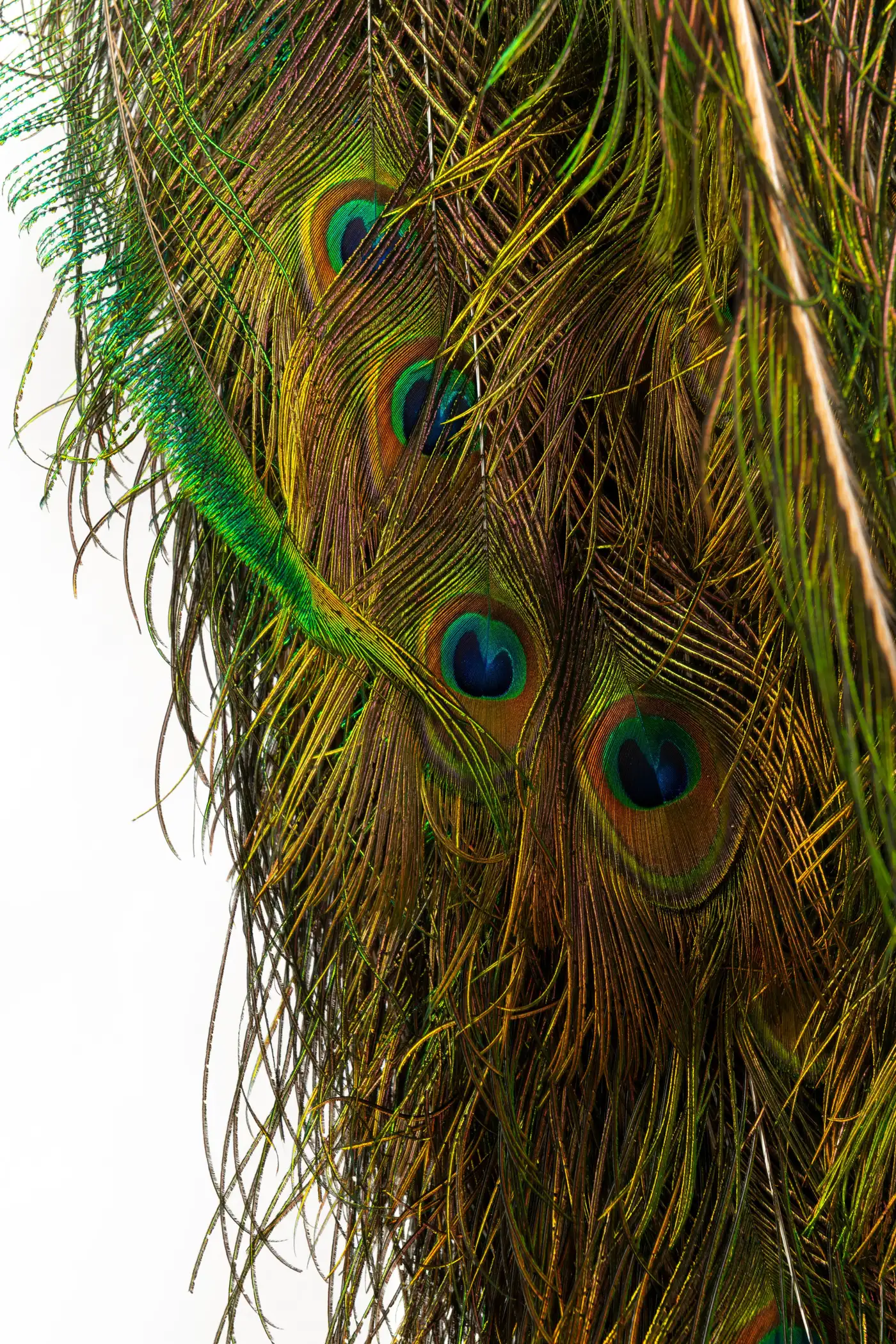 Victorian-Style Peacock on Timber Panel (Pavo cristatus) - Image 3