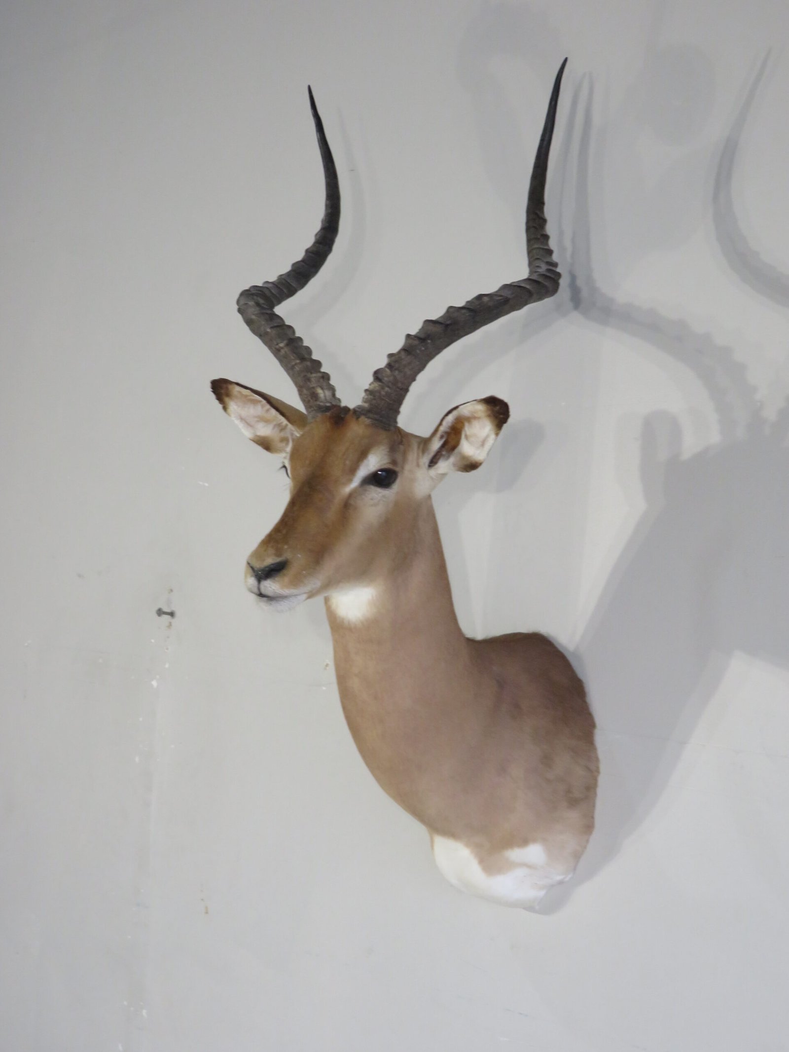 Impala Trophy Shoulder Mount, SCI Gross Score (Aepyceros melampus) - Image 4