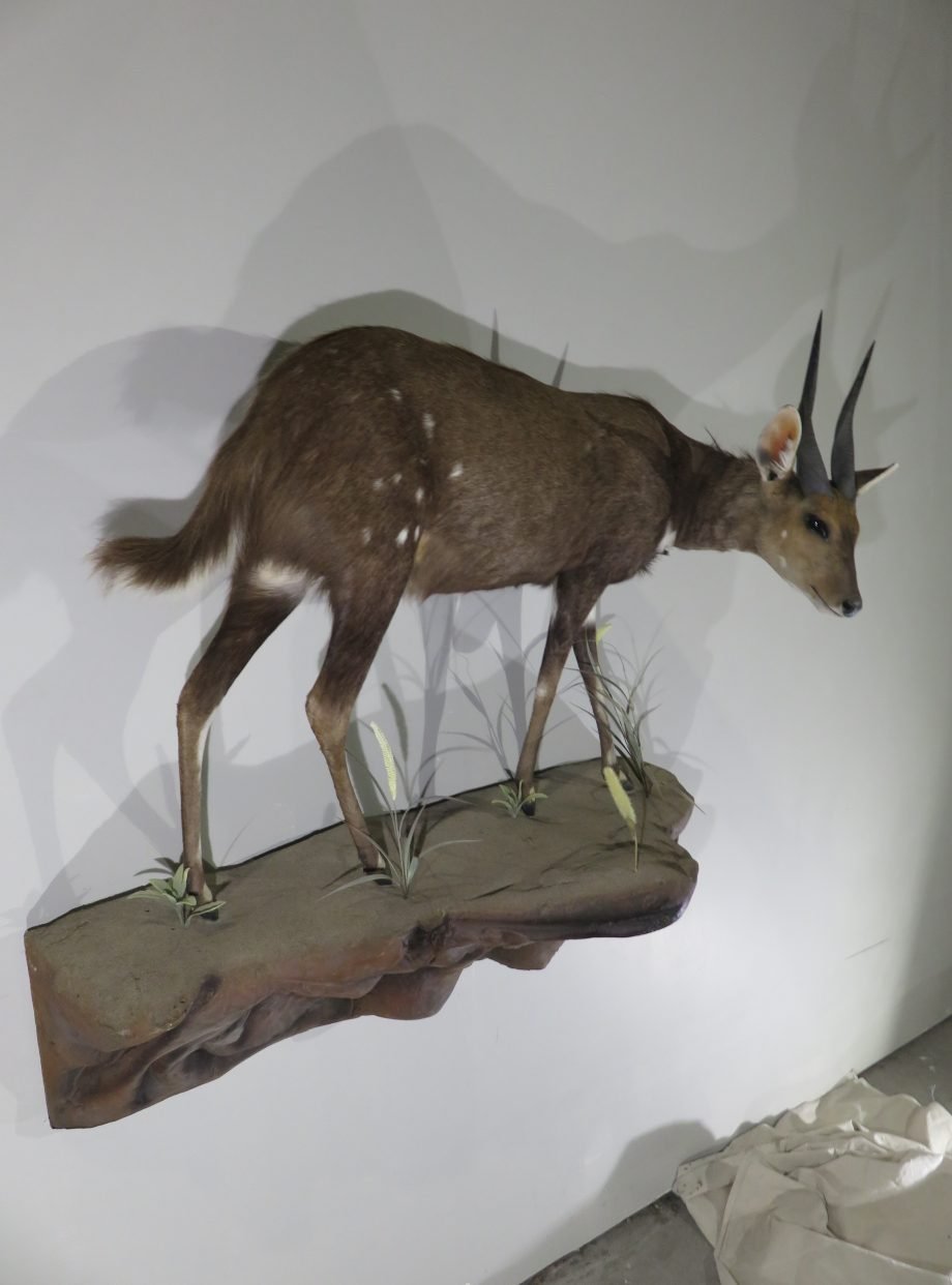 African Bushbuck Life-Size Mount (Tragelaphus scriptus) - Image 4