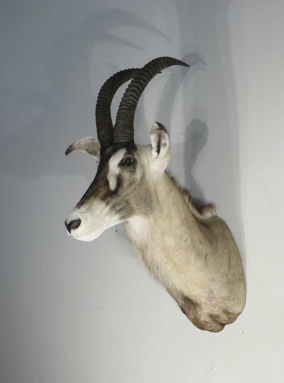 African Roan Antelope Trophy Mount (Hippotragus equinus) - Image 4