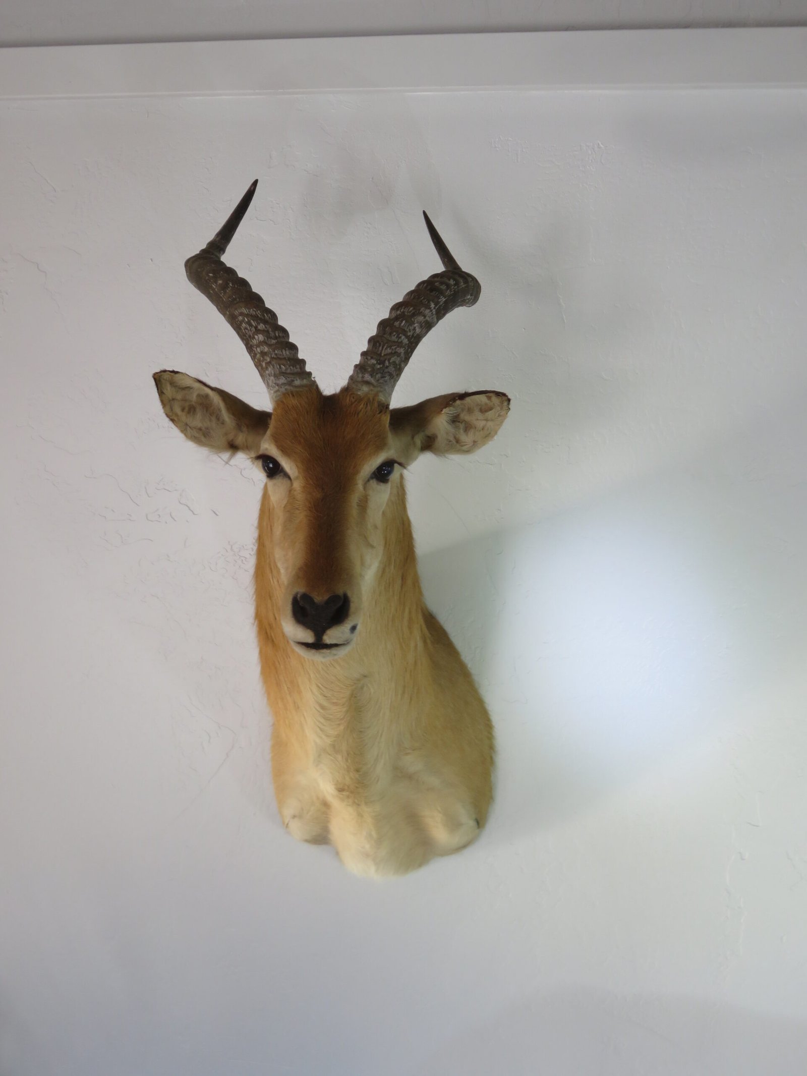 African Puku Taxidermy Mount (Kobus vardonii) - Image 4