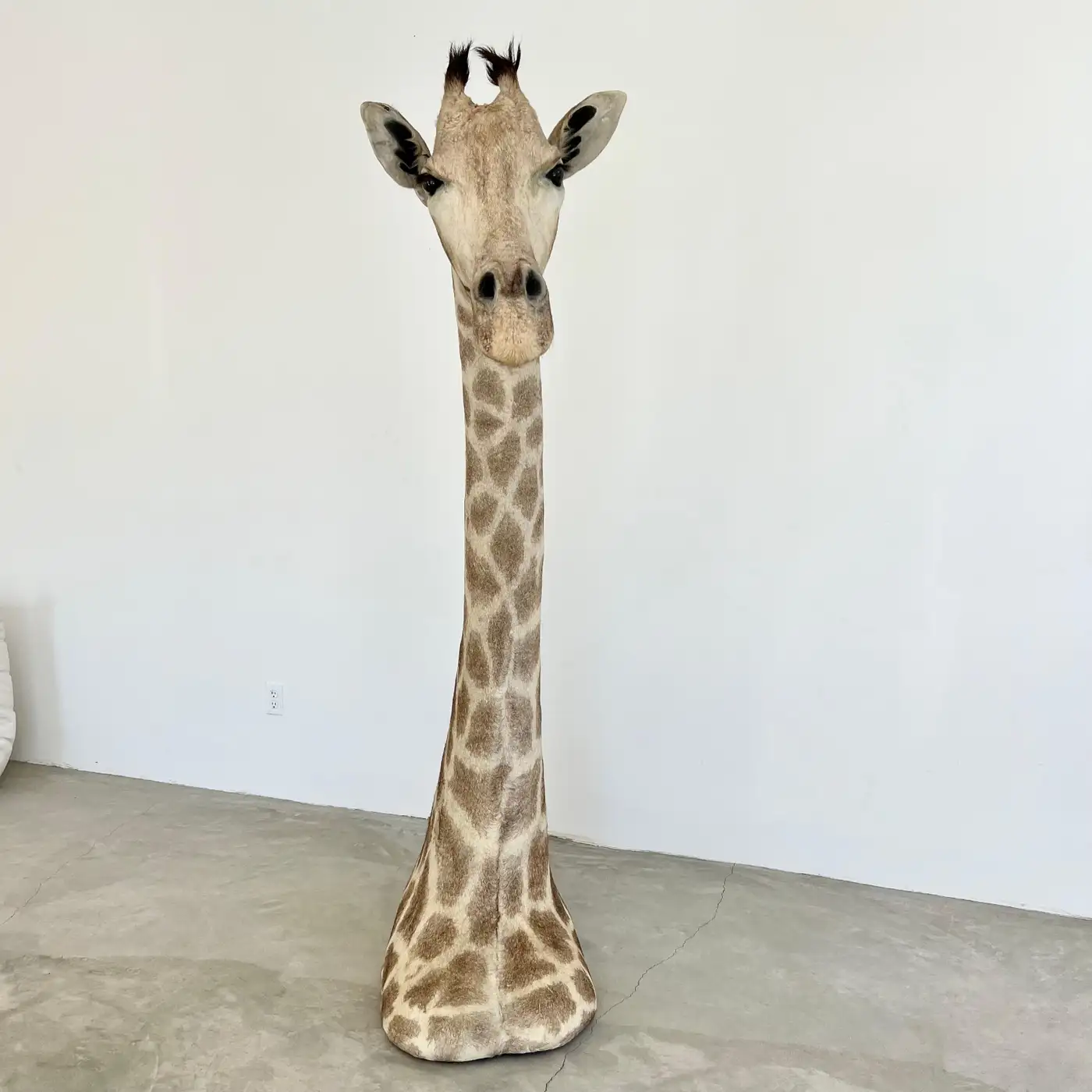 Vintage Giraffe Head and Neck Mount, 1970s (Giraffa camelopardalis) - Image 4