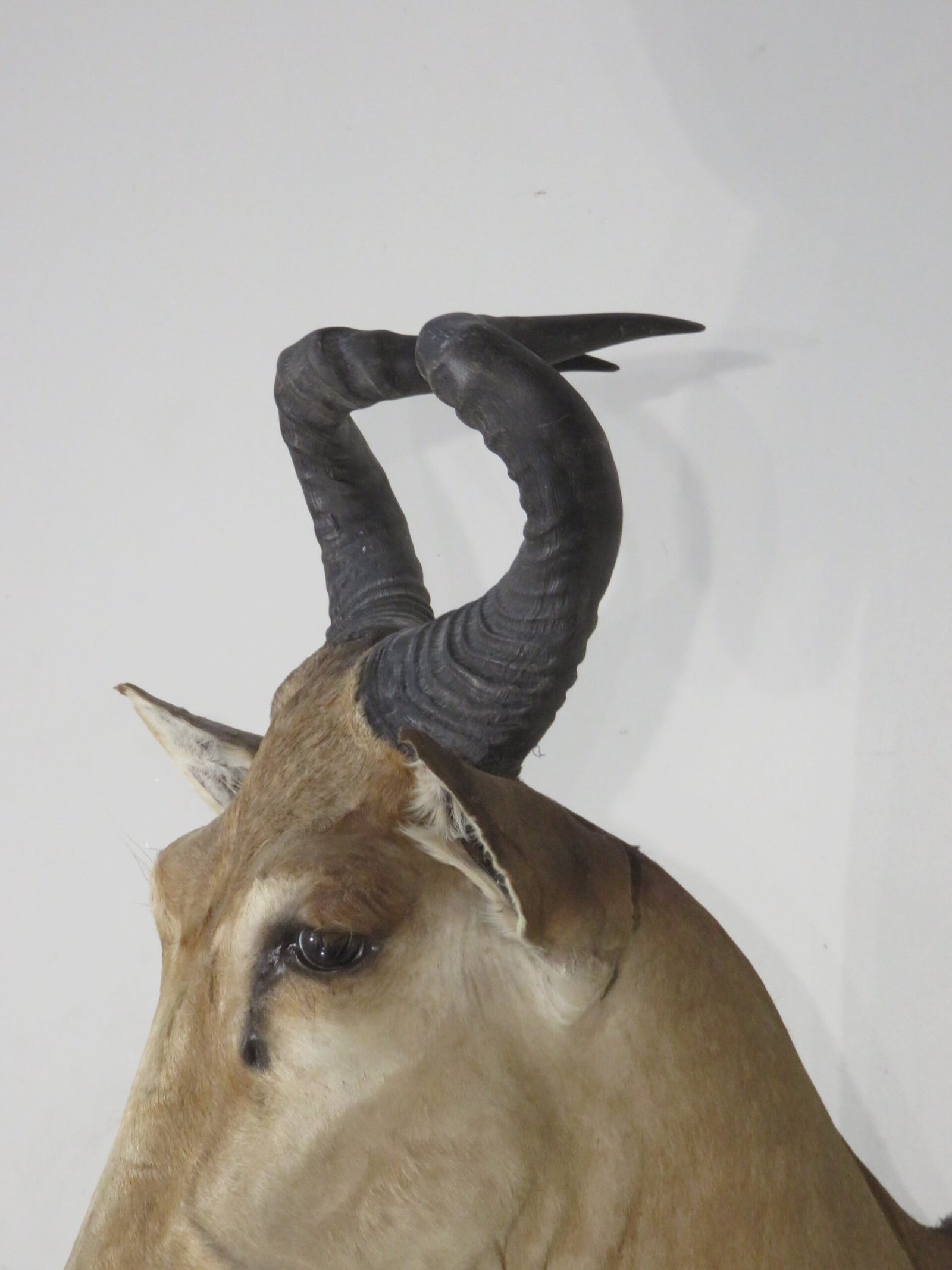 Lichtenstein's Hartebeest Shoulder Mount (Alcelaphus lichtensteinii) - Image 4
