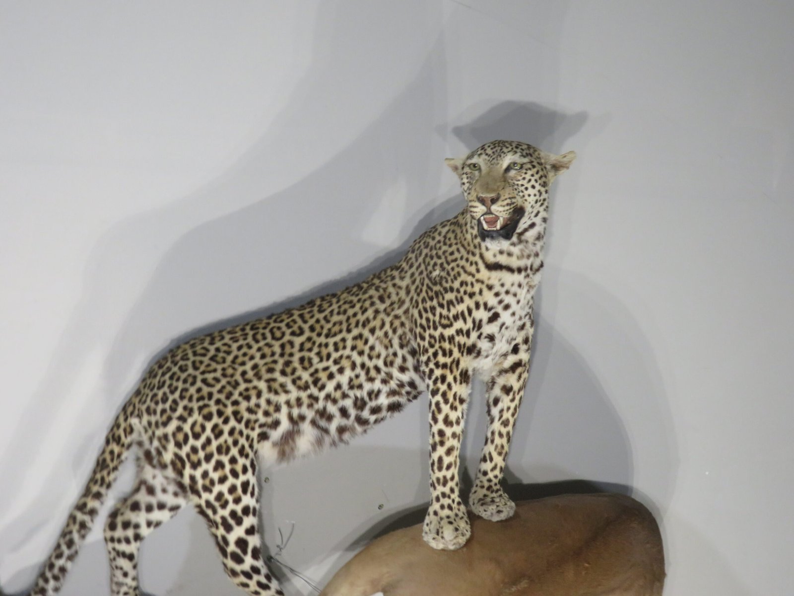 Leopard and Impala Trophy Mount (Panthera pardus & Aepyceros melampus) - Image 4