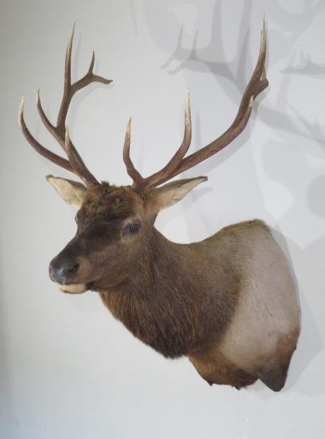 Rocky Mountain Bull Elk Shoulder Mount (Cervus canadensis) - Image 5