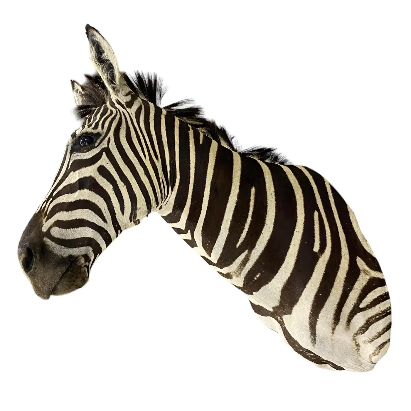 New Zebra Taxidermy Shoulder Mount Wall Display (Equus quagga) - Image 5