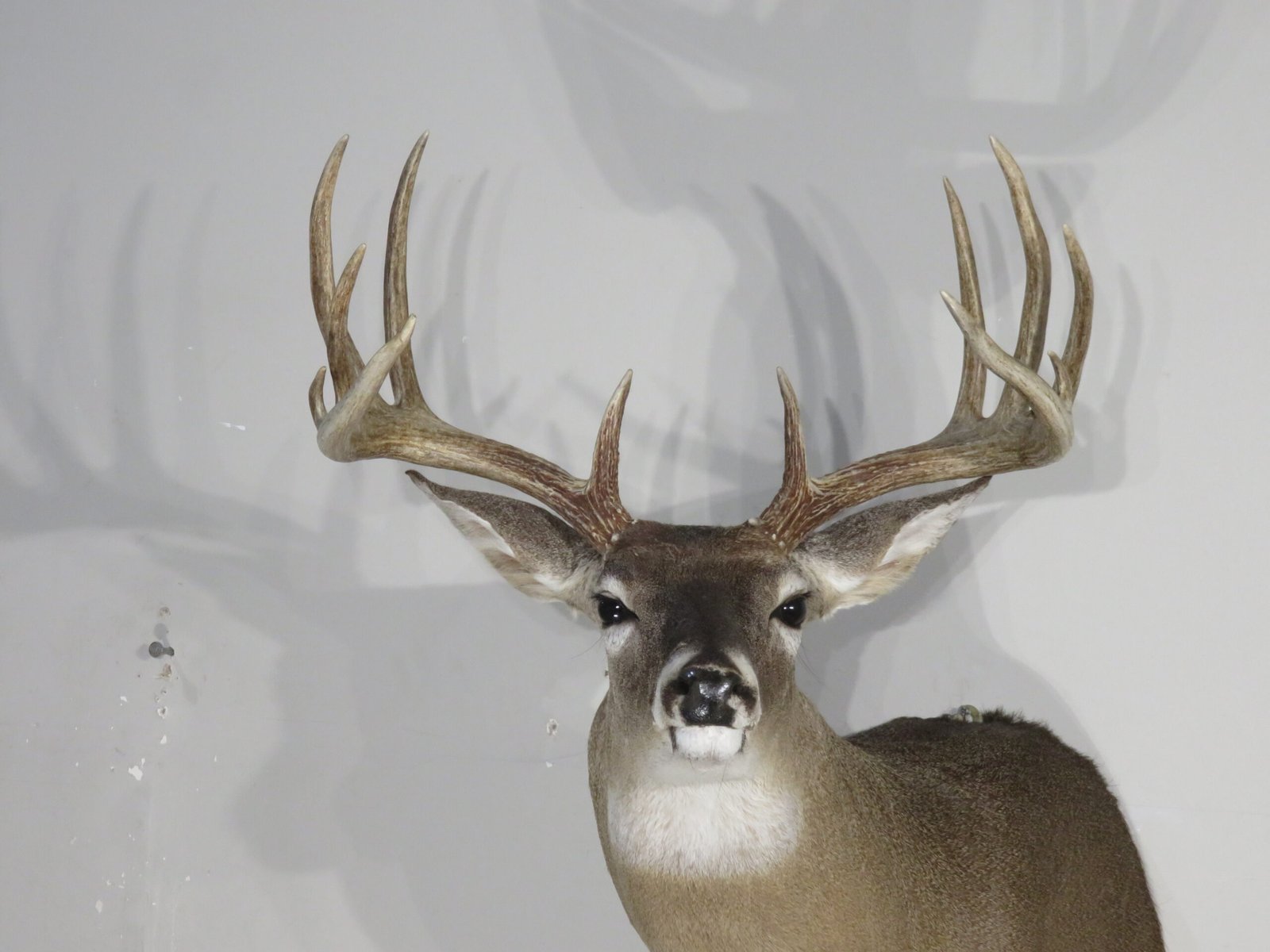 Whitetail Trophy Mount, 12-Point Drop Tine (Odocoileus virginianus) - Image 5
