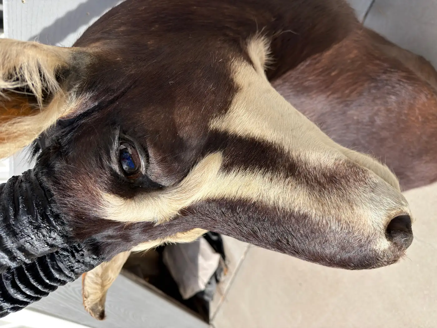 African Sable Antelope 5ft Safari Shoulder Mount (Hippotragus niger) - Image 5