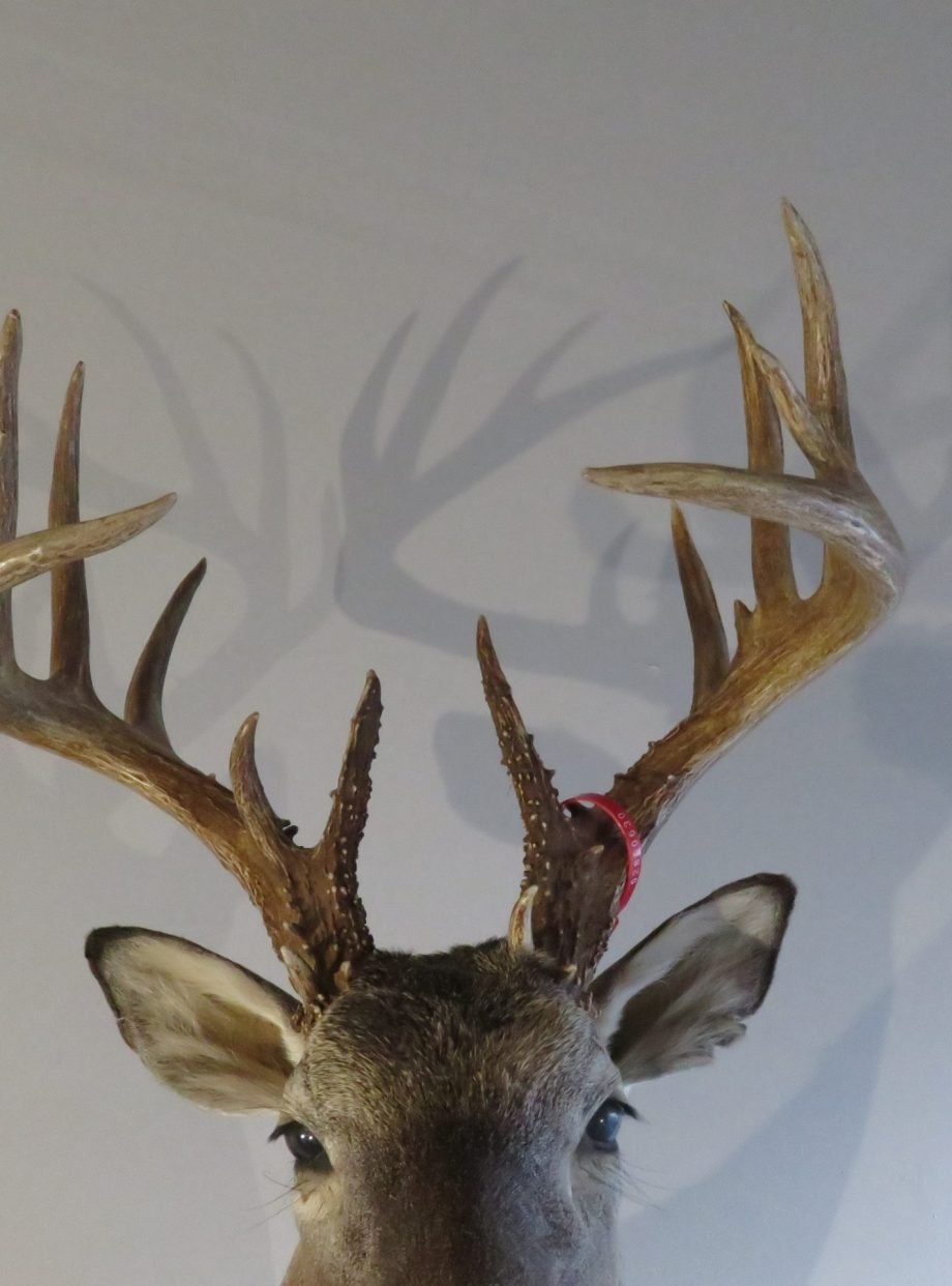 Whitetail Trophy Mount, 8x7 Rack (Odocoileus virginianus) - Image 4
