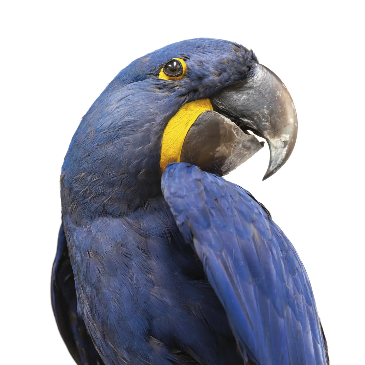 Fine Taxidermy Hyacinth Macaw (Anodorhynchus hyacinthinus) by Sinke & Van Tongeren - Image 5
