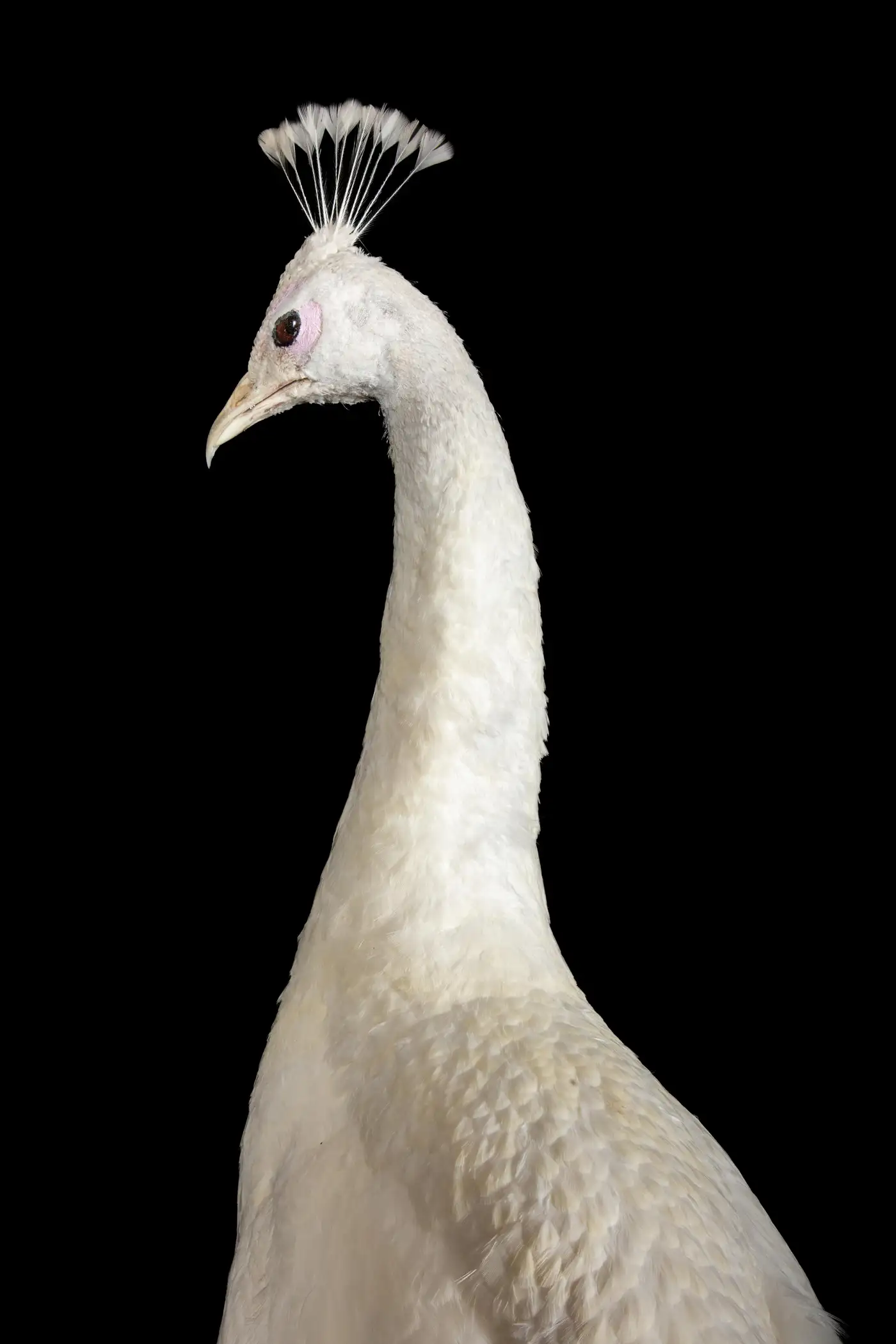Albino (Leucistic) Peacock Display (Pavo cristatus, White) - Image 5