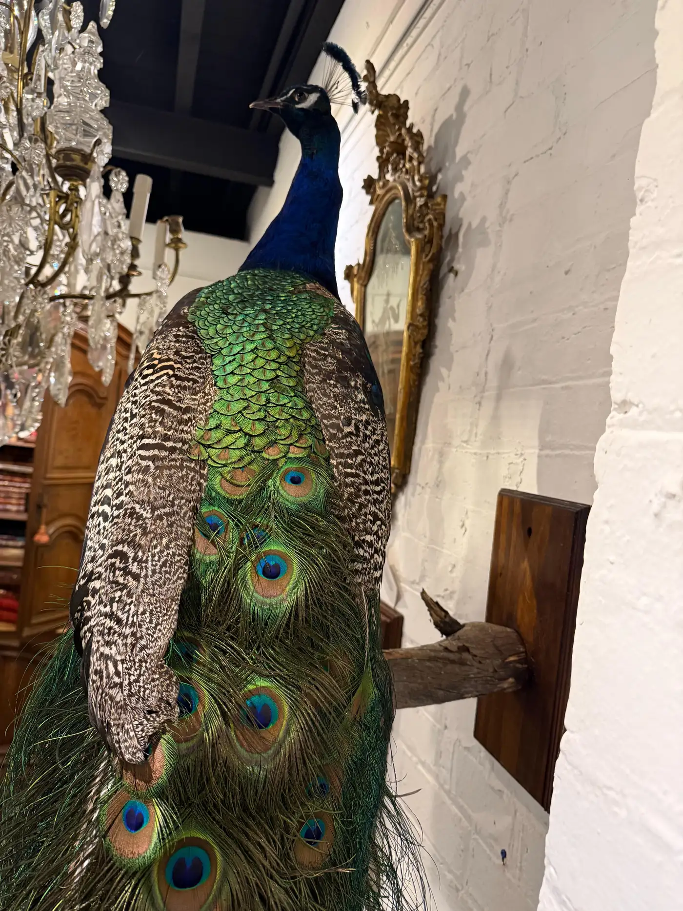 Victorian-Style Peacock on Timber Panel (Pavo cristatus) - Image 4