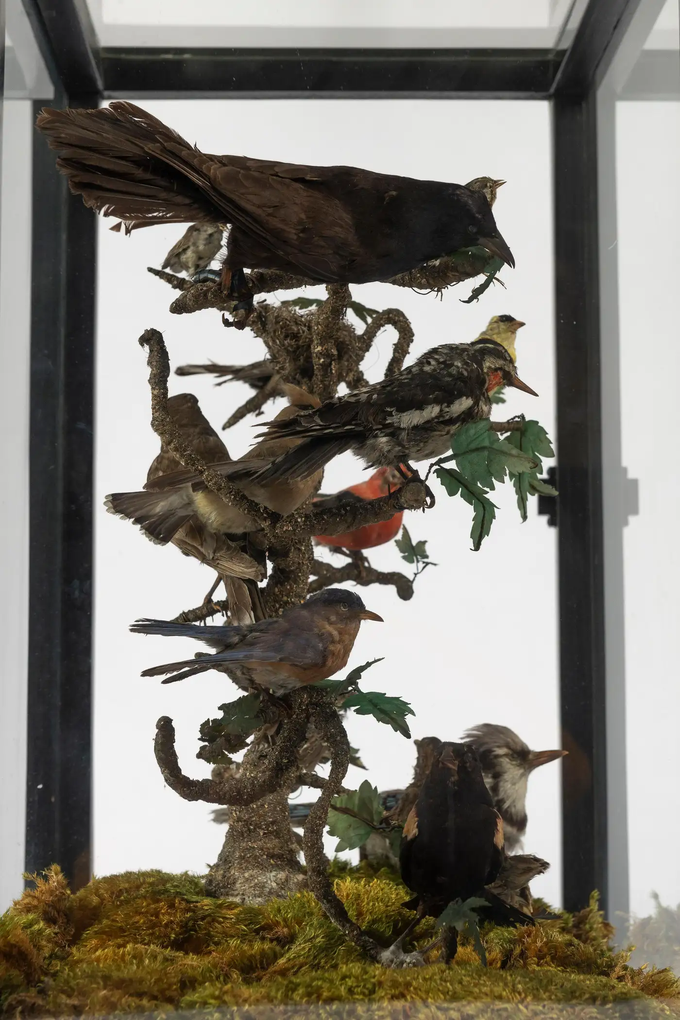 Victorian Glass Showcase with 16 Antique Birds - Image 3