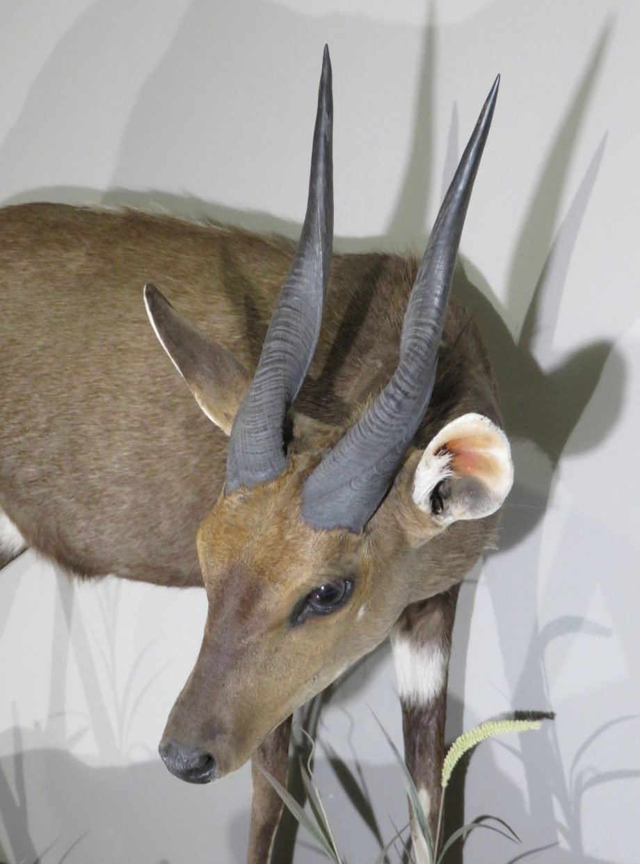 African Bushbuck Life-Size Mount (Tragelaphus scriptus) - Image 5