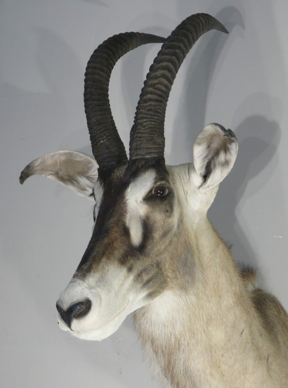 African Roan Antelope Trophy Mount (Hippotragus equinus) - Image 5