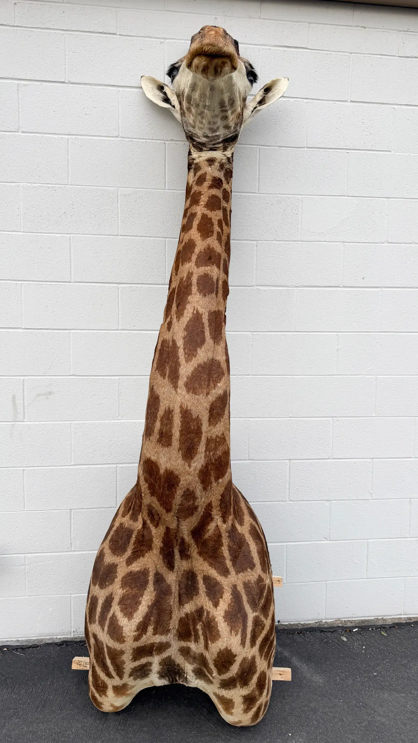 African Giraffe Shoulder Mount on Custom Wooden Base (Giraffa camelopardalis) - Image 4