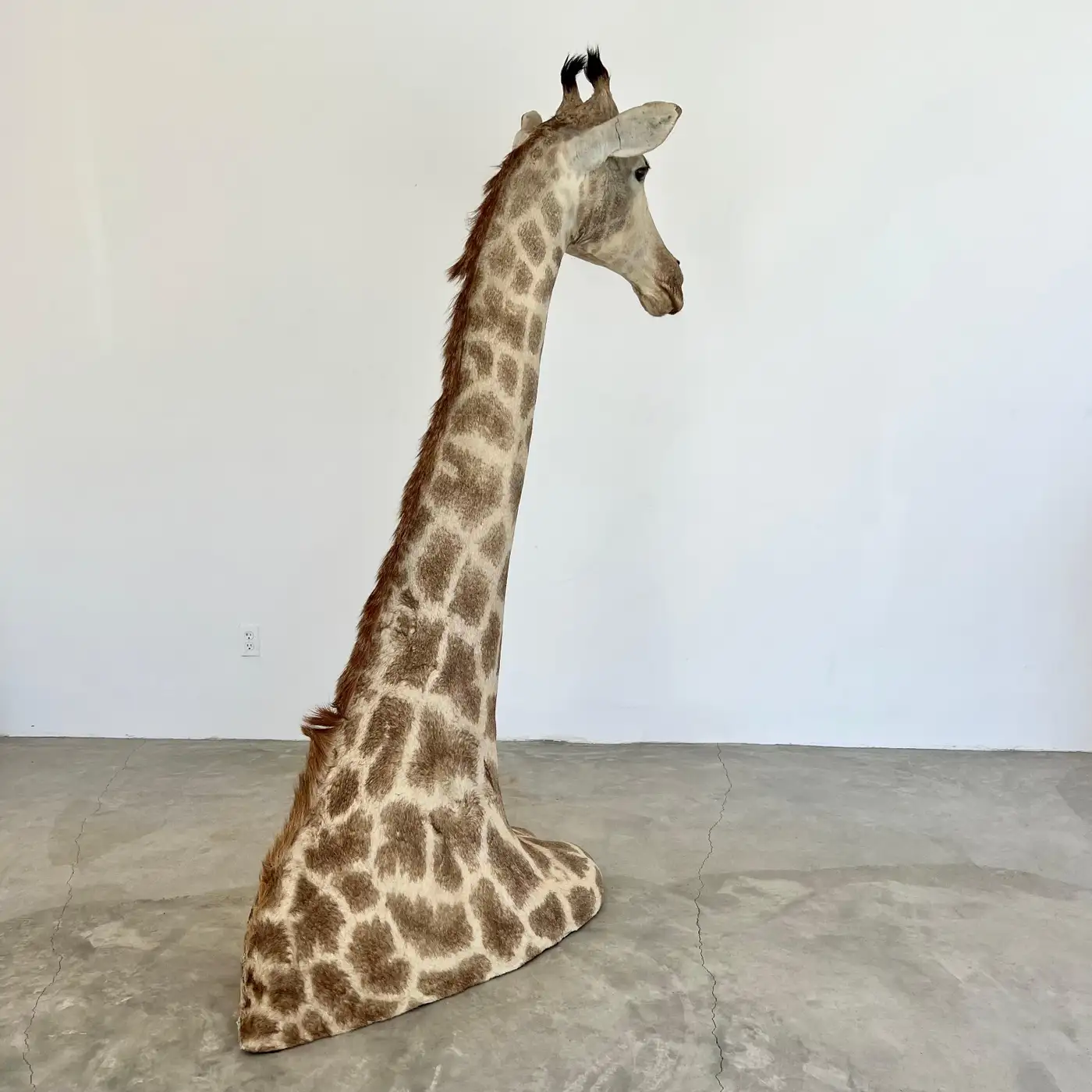 Vintage Giraffe Head and Neck Mount, 1970s (Giraffa camelopardalis) - Image 5