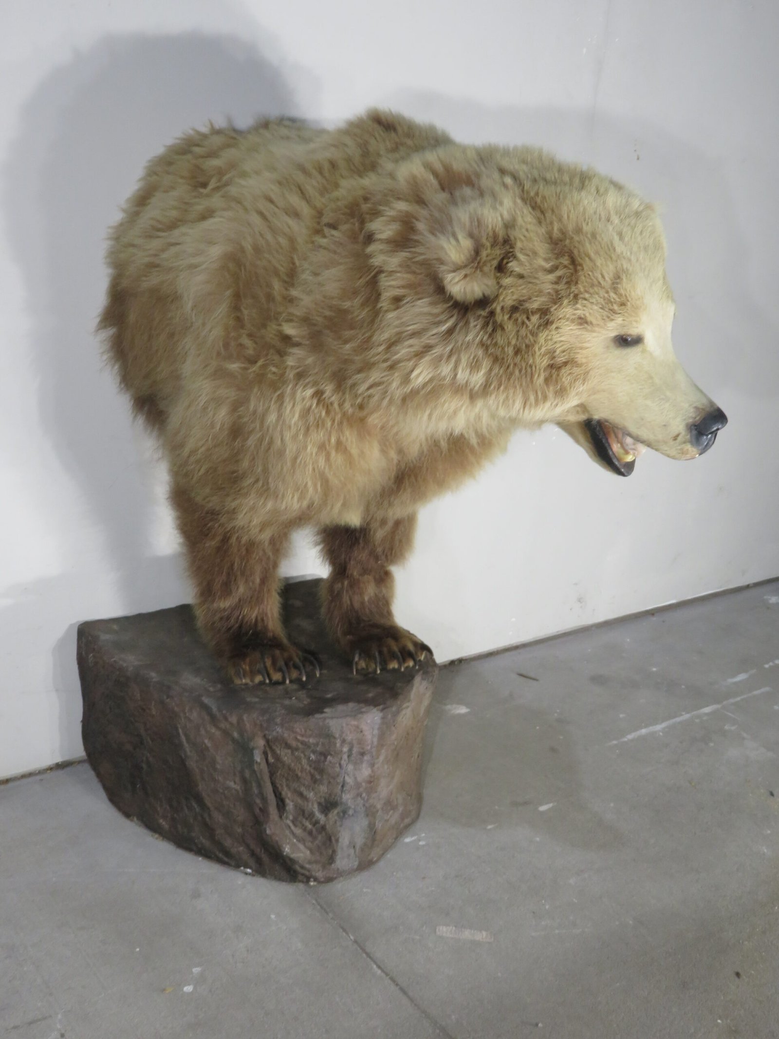 Kodiak Brown Bear Taxidermy Mount (Ursus arctos middendorffi) - Image 5