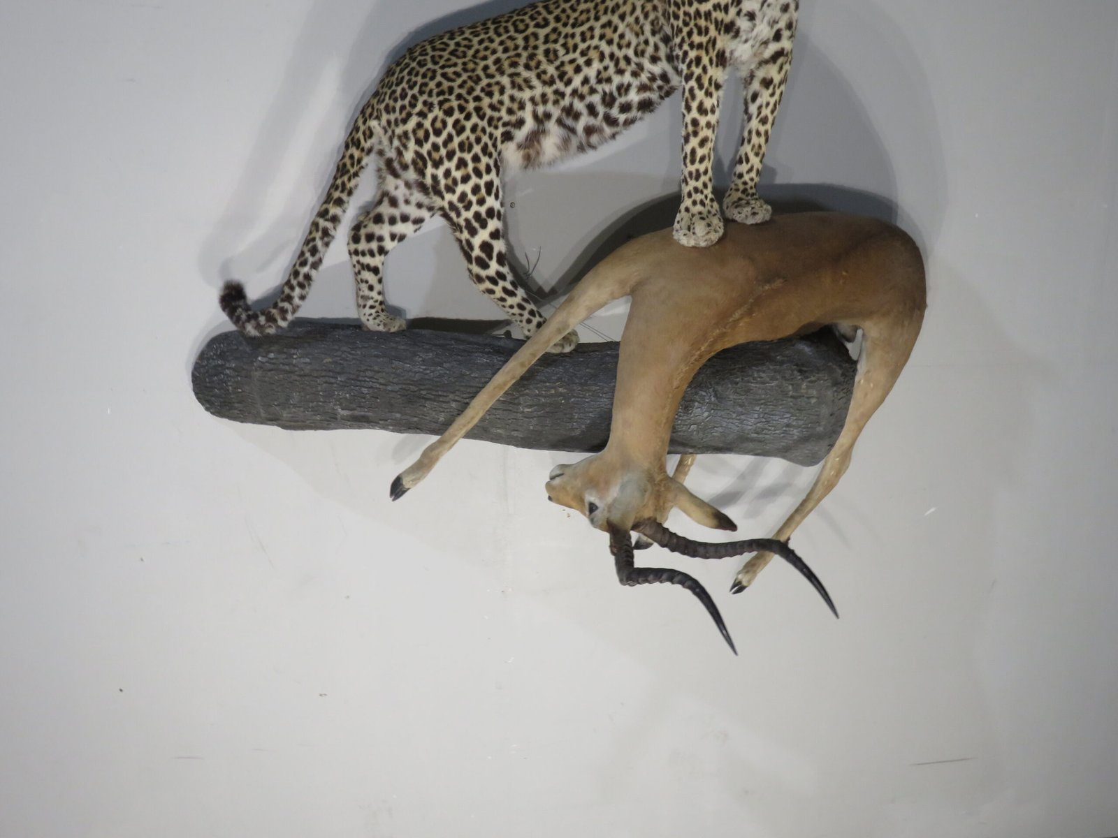 Leopard and Impala Trophy Mount (Panthera pardus & Aepyceros melampus) - Image 5
