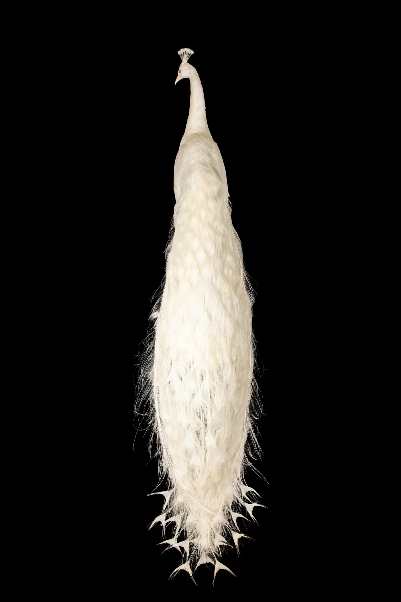 Albino (Leucistic) Peacock Display (Pavo cristatus, White) - Image 6