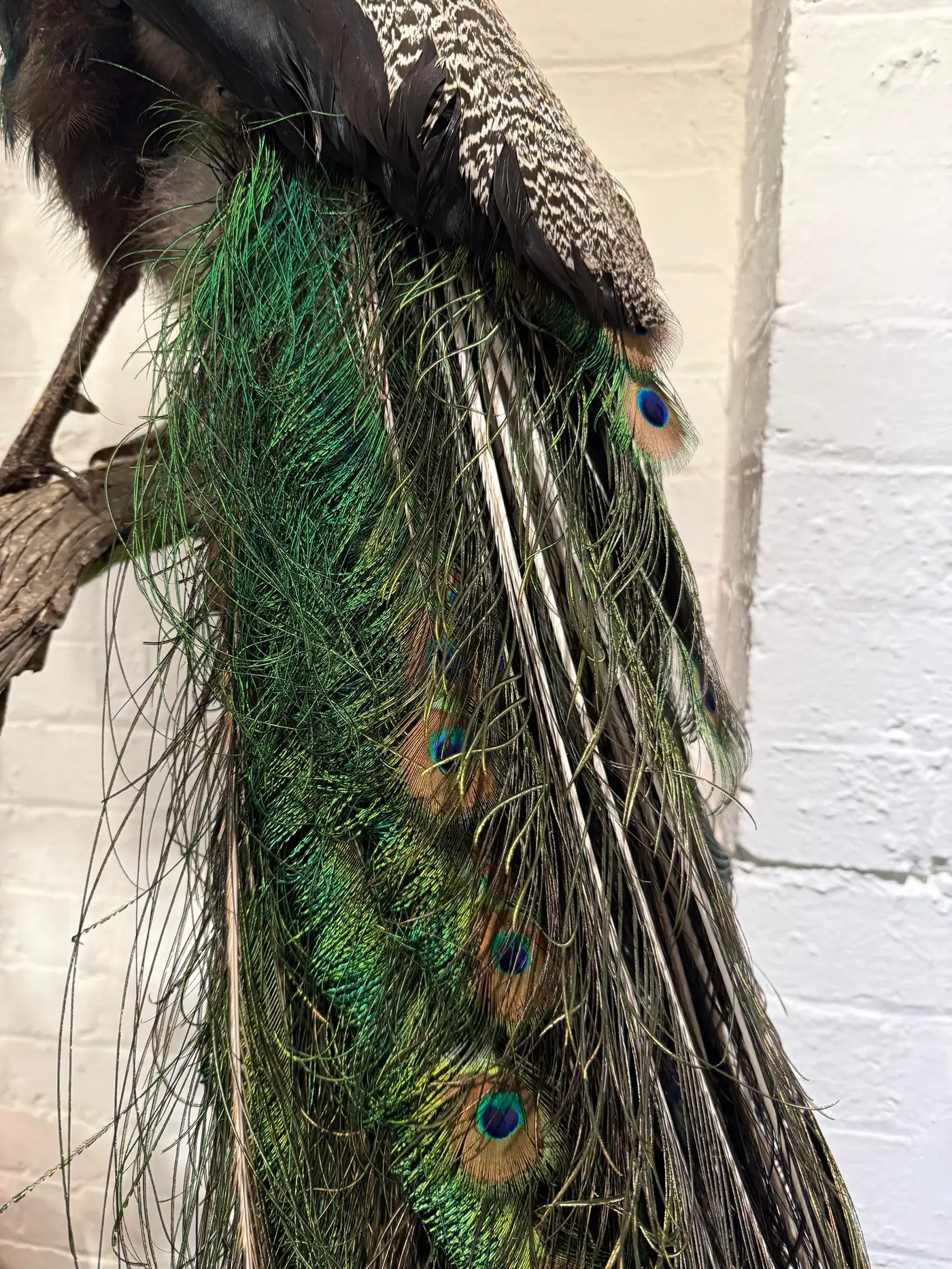Victorian-Style Peacock on Timber Panel (Pavo cristatus) - Image 5