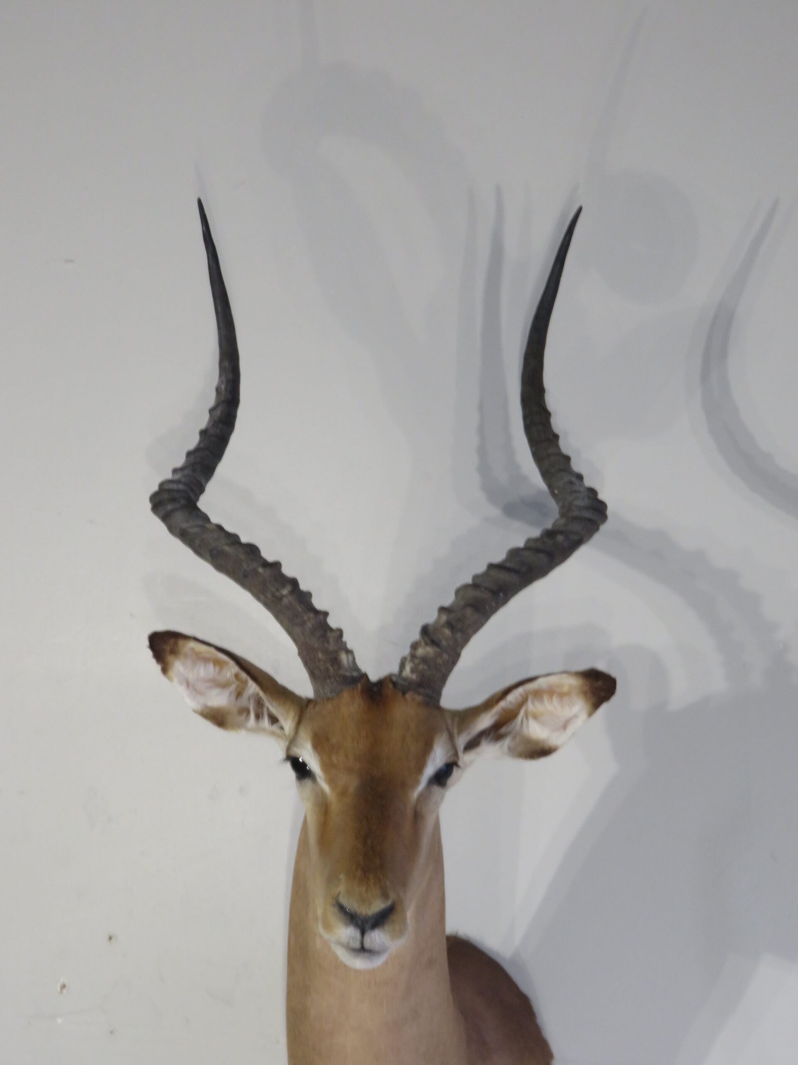 Impala Trophy Shoulder Mount, SCI Gross Score (Aepyceros melampus) - Image 6