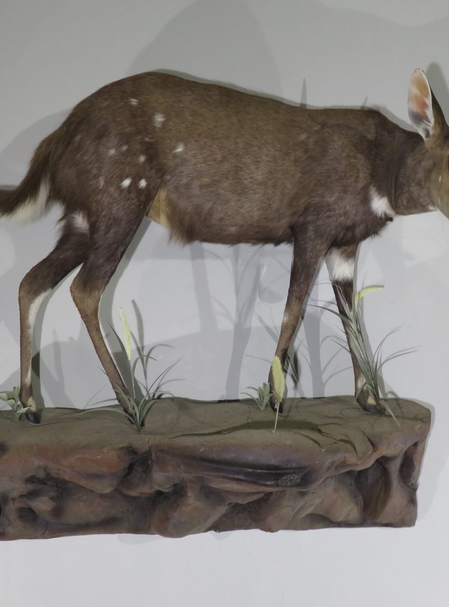African Bushbuck Life-Size Mount (Tragelaphus scriptus) - Image 6