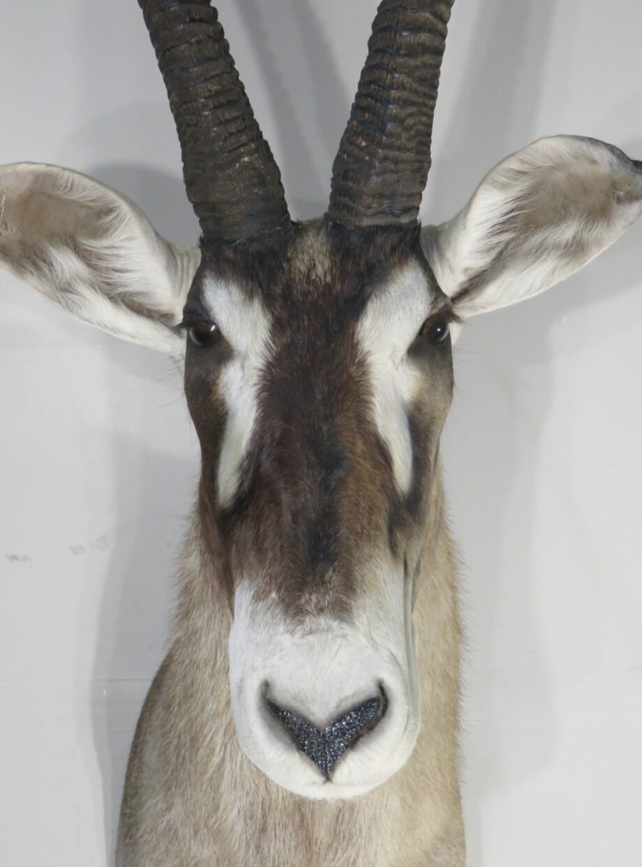 African Roan Antelope Trophy Mount (Hippotragus equinus) - Image 6