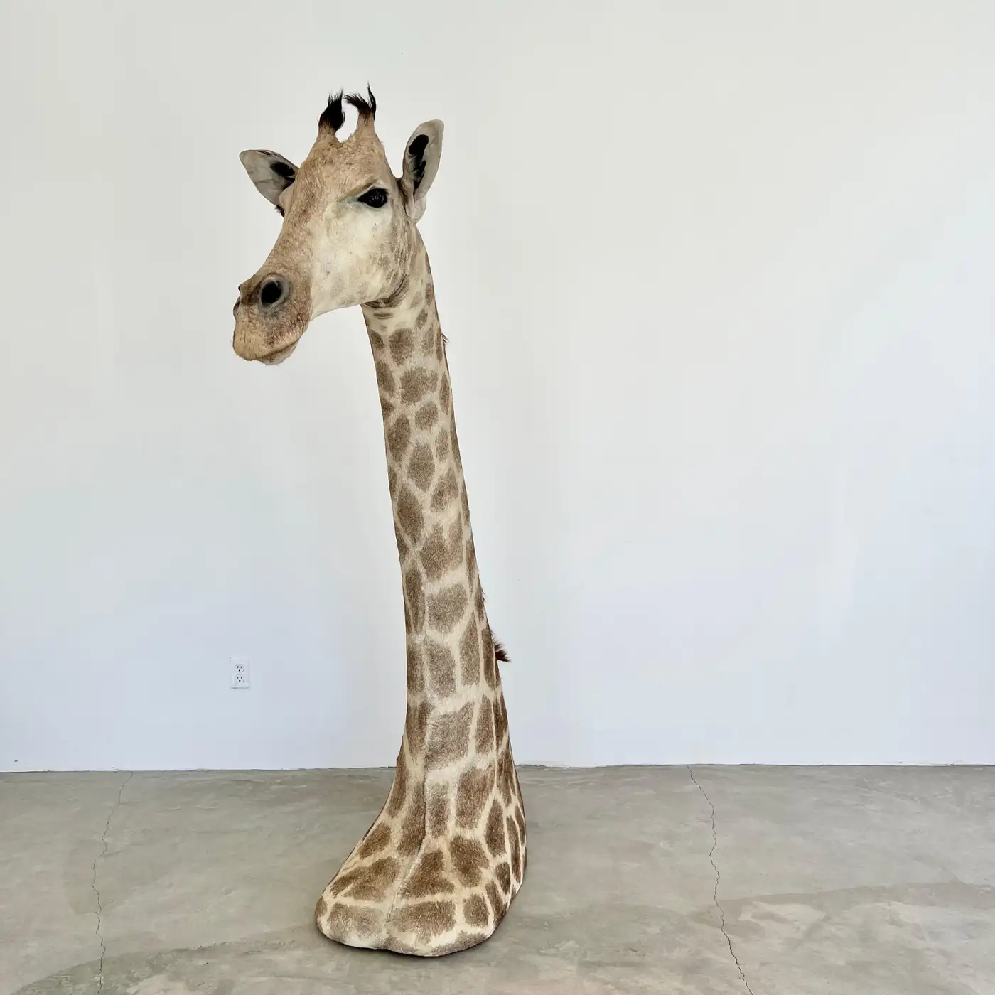 Vintage Giraffe Head and Neck Mount, 1970s (Giraffa camelopardalis) - Image 6