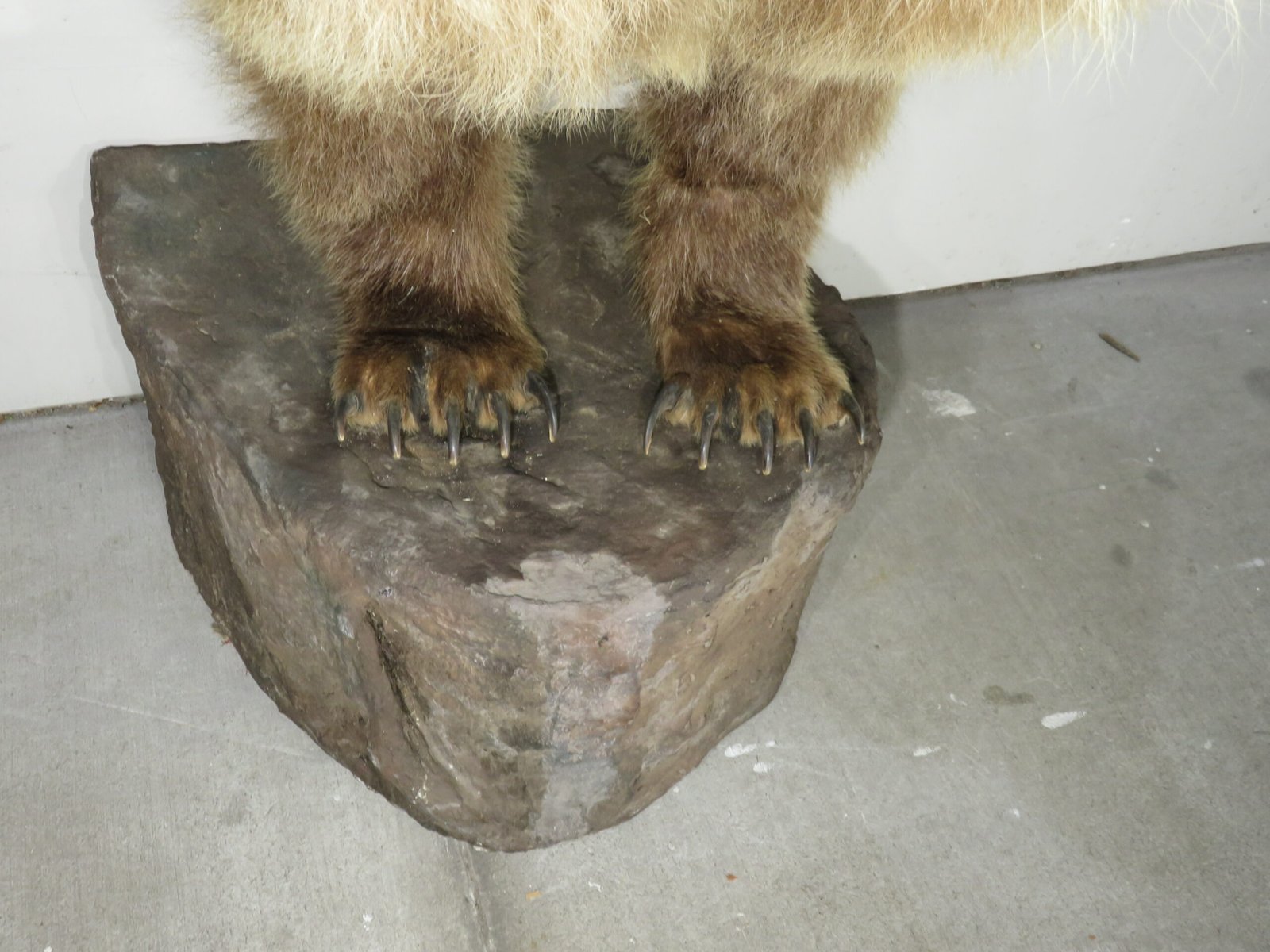 Kodiak Brown Bear Taxidermy Mount (Ursus arctos middendorffi) - Image 6