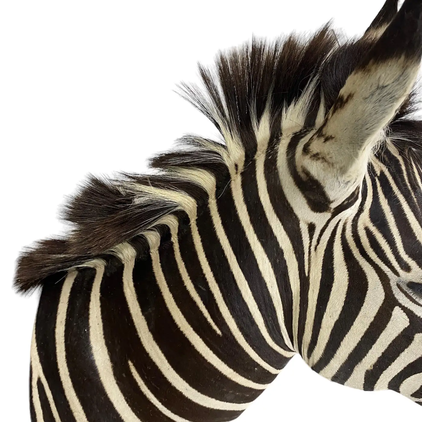 New Zebra Taxidermy Shoulder Mount Wall Display (Equus quagga) - Image 6