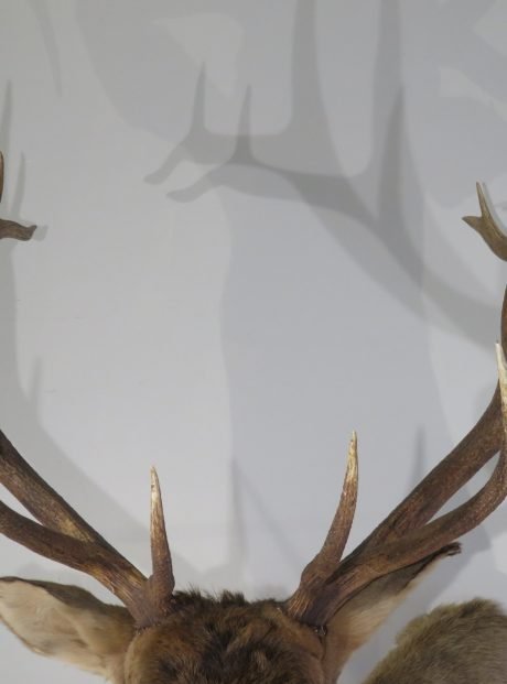 Rocky Mountain Bull Elk Shoulder Mount (Cervus canadensis) - Image 6