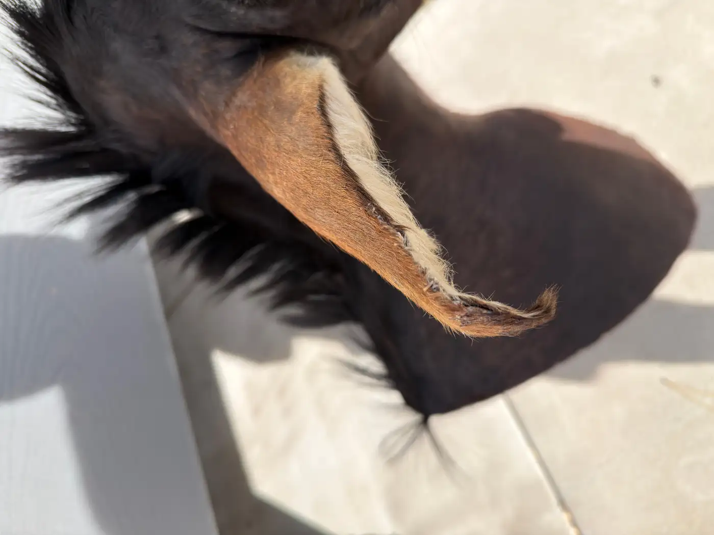 African Sable Antelope 5ft Safari Shoulder Mount (Hippotragus niger) - Image 6