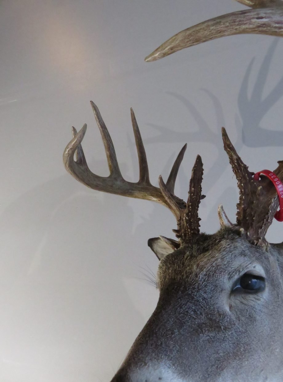 Whitetail Trophy Mount, 8x7 Rack (Odocoileus virginianus) - Image 5