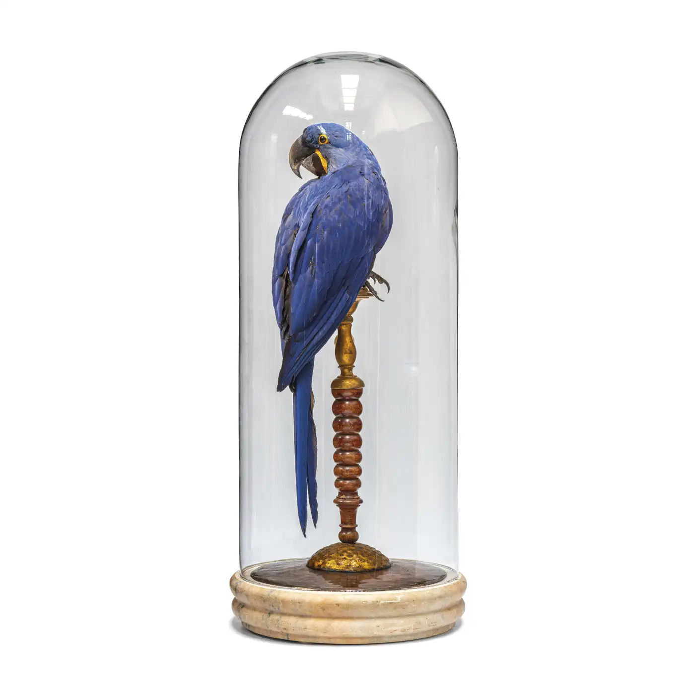 Fine Taxidermy Hyacinth Macaw (Anodorhynchus hyacinthinus) by Sinke & Van Tongeren - Image 6