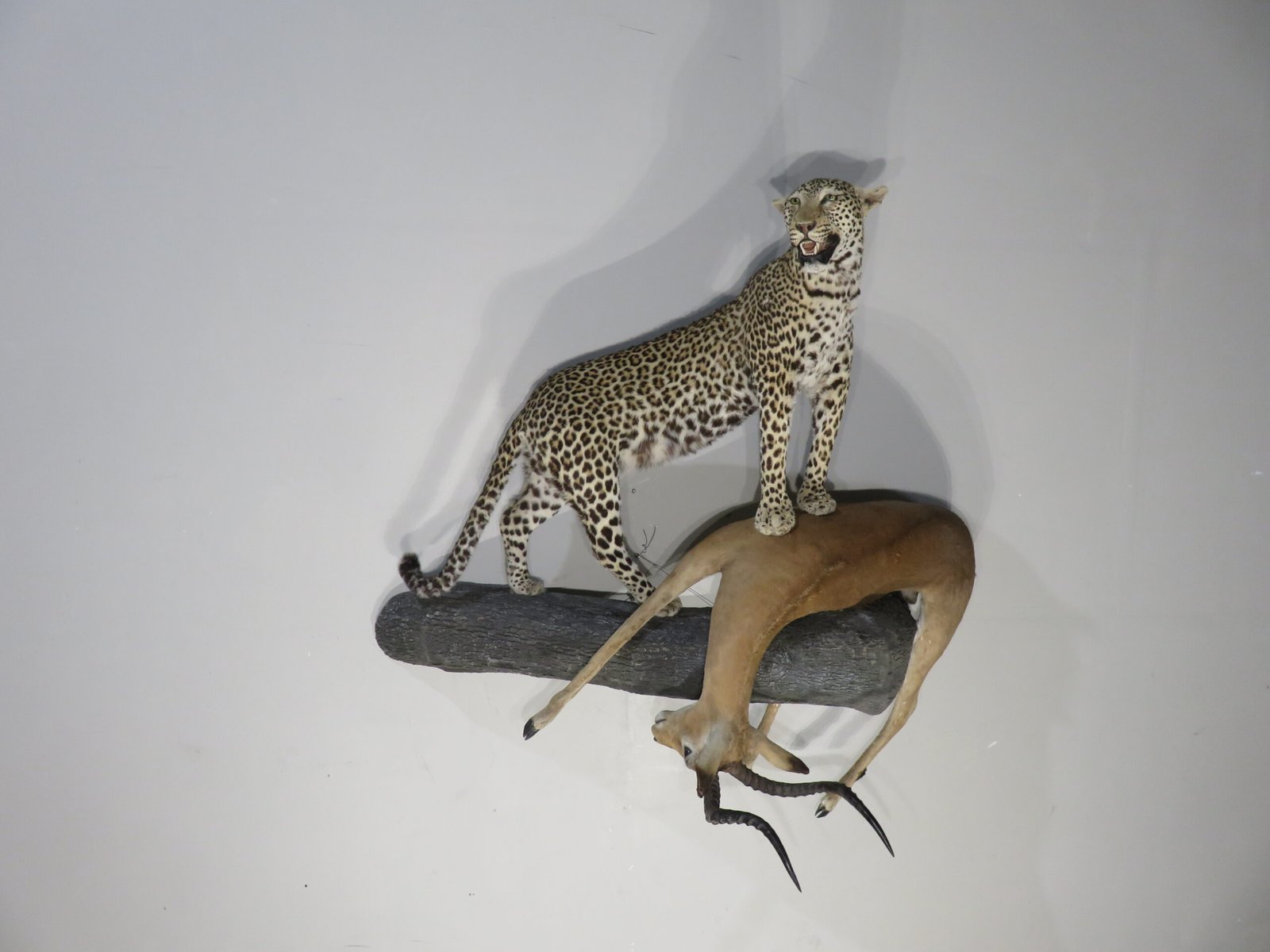 Leopard and Impala Trophy Mount (Panthera pardus & Aepyceros melampus) - Image 6
