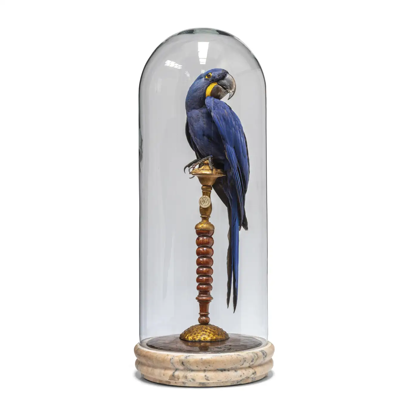 Fine Taxidermy Hyacinth Macaw (Anodorhynchus hyacinthinus) by Sinke & Van Tongeren - Image 7