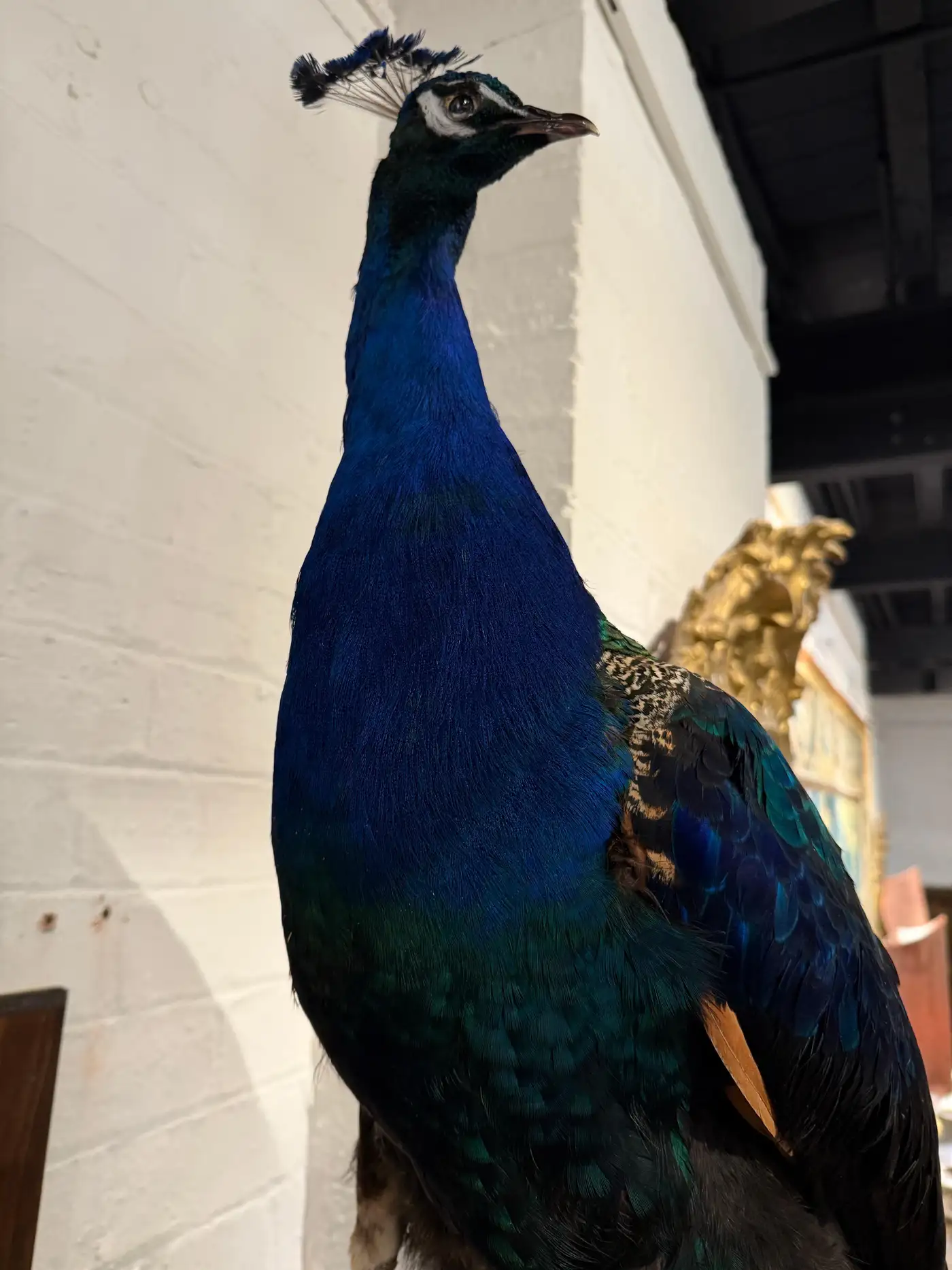 Victorian-Style Peacock on Timber Panel (Pavo cristatus) - Image 6