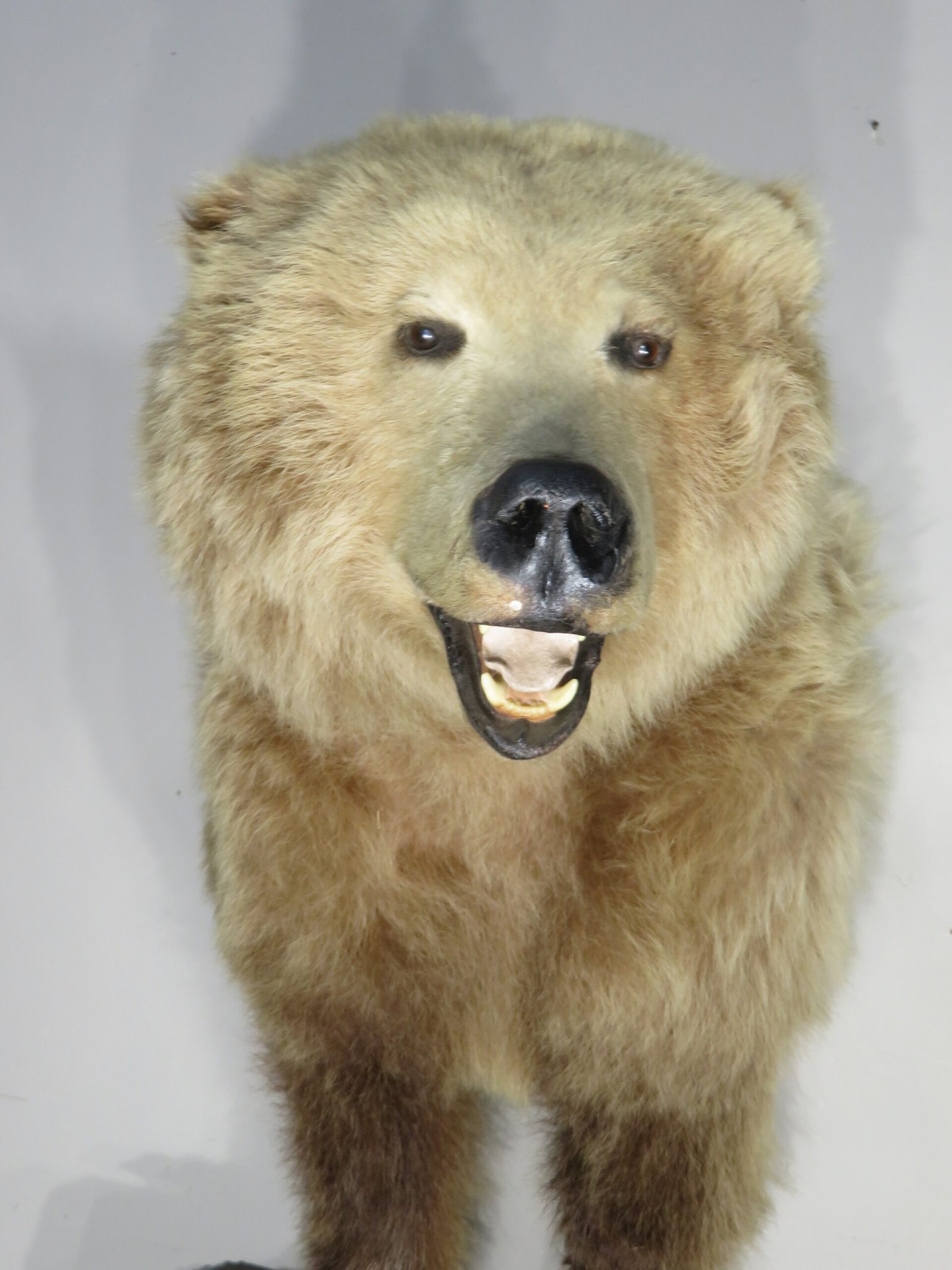 Kodiak Brown Bear Taxidermy Mount (Ursus arctos middendorffi) - Image 7