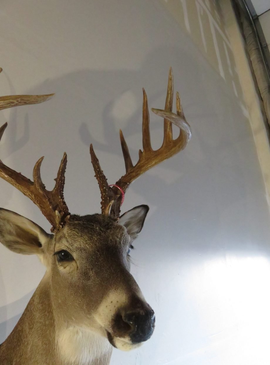Whitetail Trophy Mount, 8x7 Rack (Odocoileus virginianus) - Image 6