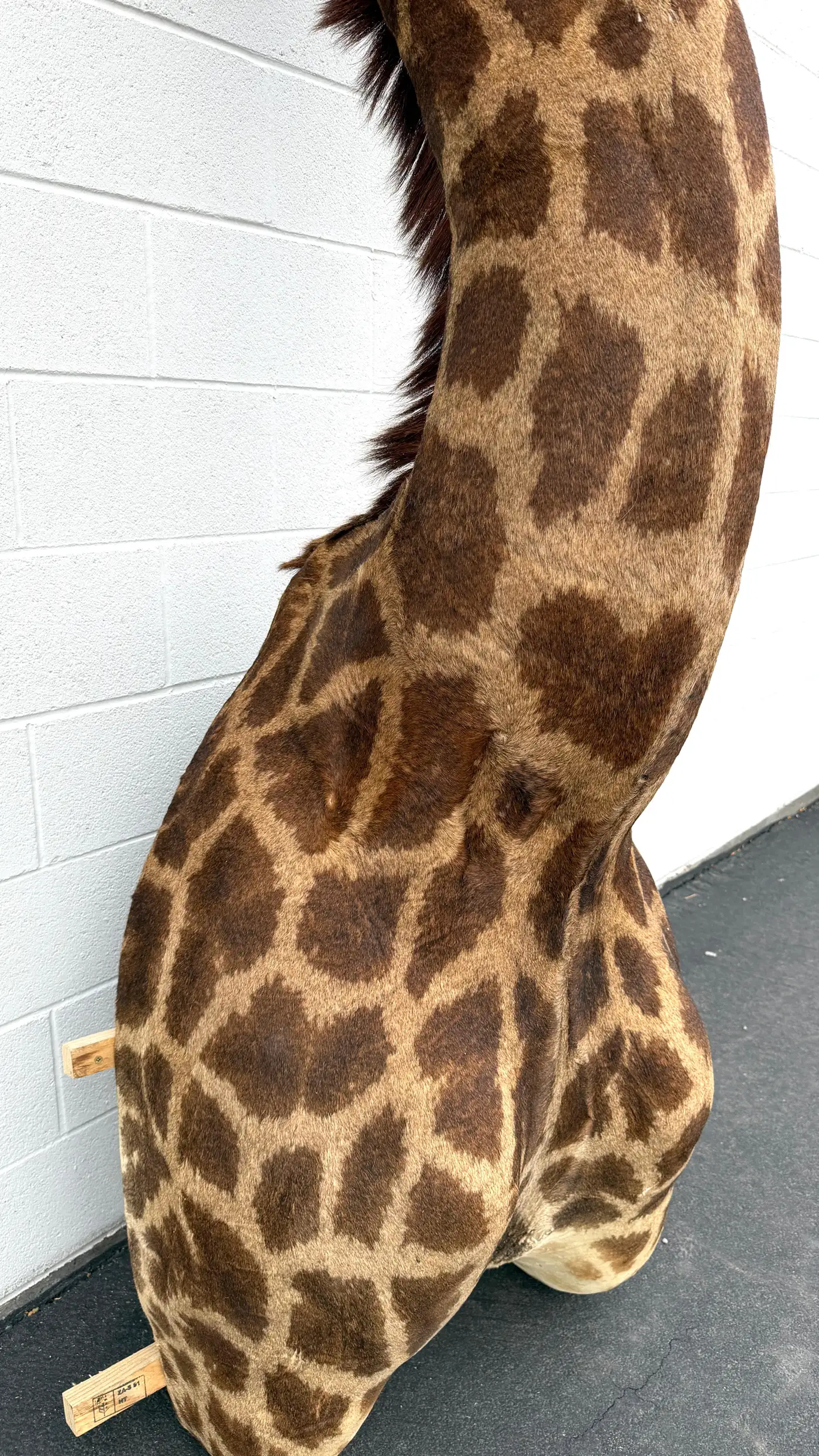 taxidermy giraffe