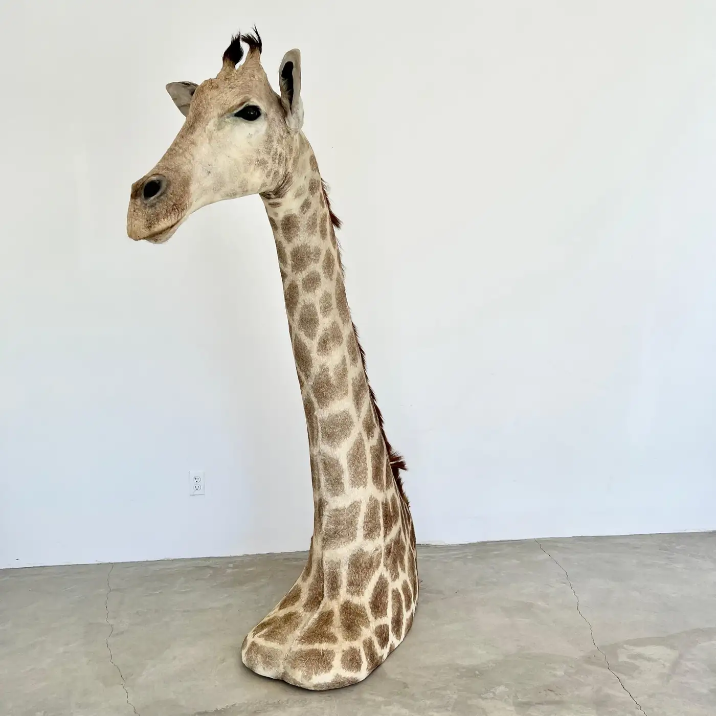 Vintage Giraffe Head and Neck Mount, 1970s (Giraffa camelopardalis) - Image 7