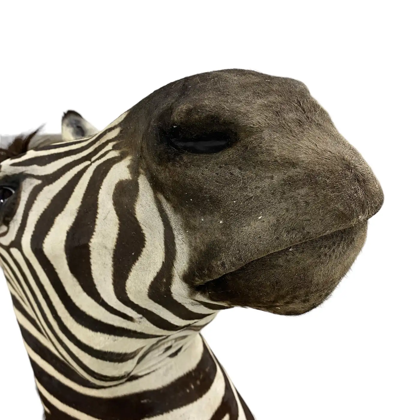 New Zebra Taxidermy Shoulder Mount Wall Display (Equus quagga) - Image 7