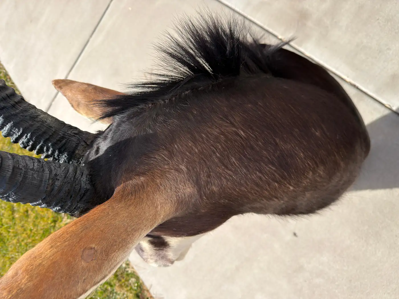 African Sable Antelope 5ft Safari Shoulder Mount (Hippotragus niger) - Image 7